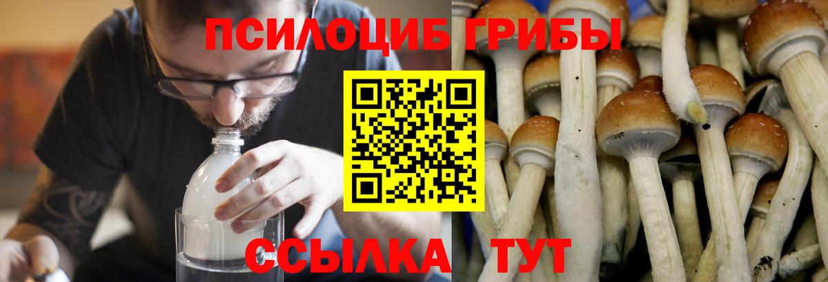 Псилоцибиновые грибы ЛСД  Вход с VPN  даркнет сайт  Новозыбков 